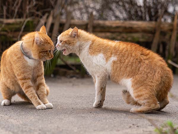Zwei Katzen bekämpfen sich
