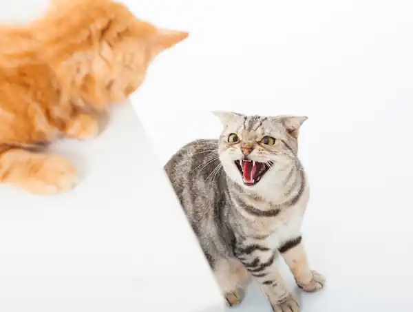 Zwei streitende Katzen
